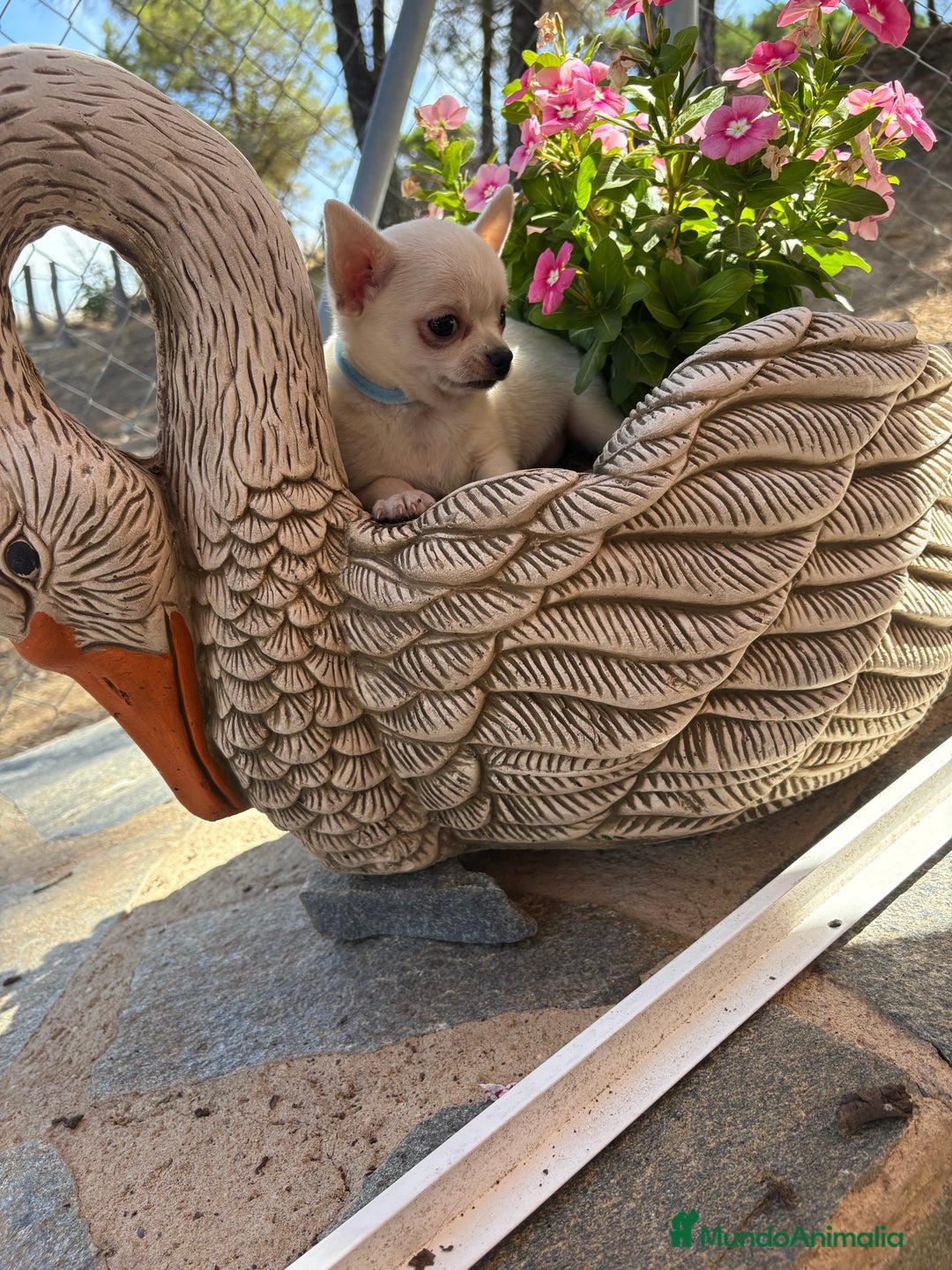 Chihuahua perros en venta: Chihuahua alta selección en chihuahua - Imagen 7