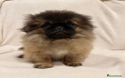 Pekinés perros en venta: Monísimo Pekines Imperial  - Imagen 1