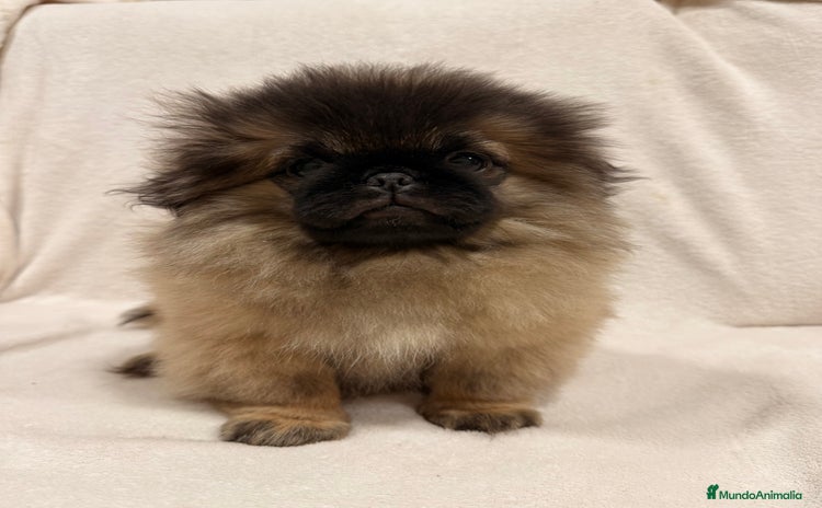 Pekinés perros - Anuncio 1