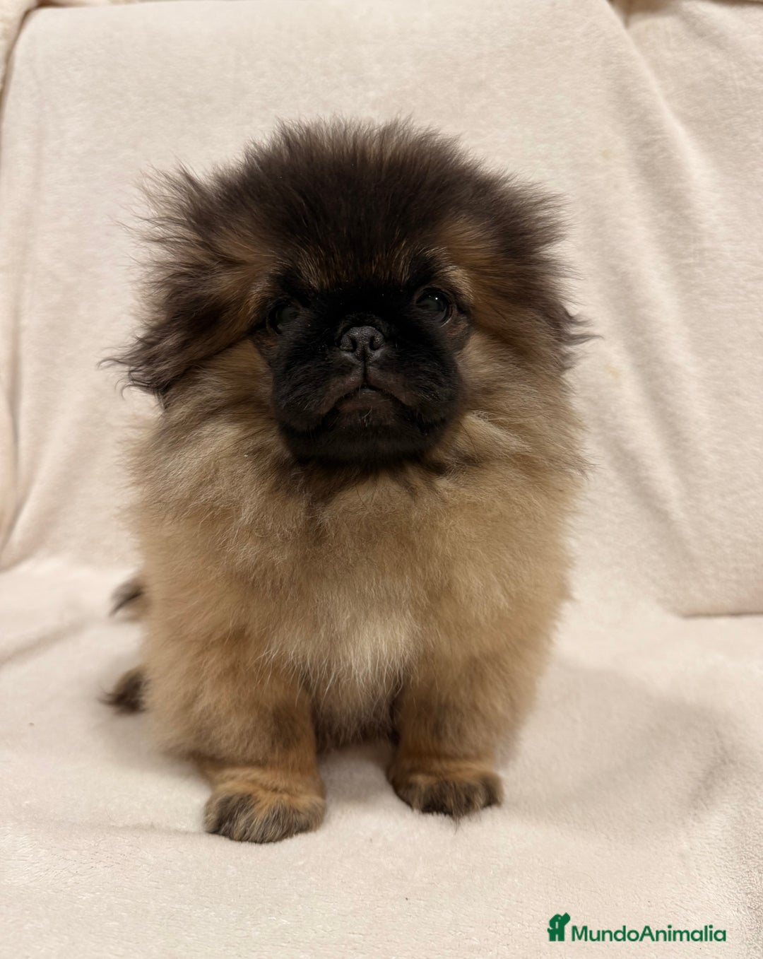 Pekinés perros en venta: Monísimo Pekines Imperial  - Imagen 1