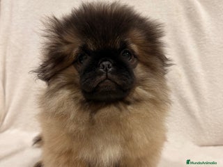 Pekinés perros - Anuncio 33