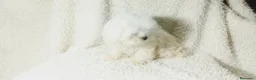 Bichón Maltés perros en venta: ‼️‼️PRECIOSA CAMADA DE BICHÓN MALTES COREANO TOY - Anuncio 3