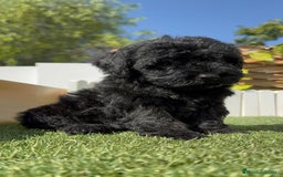 Perro de Agua Español perros en venta: PERRO DE AGUA ESPAÑOL MACHO - Imagen 16