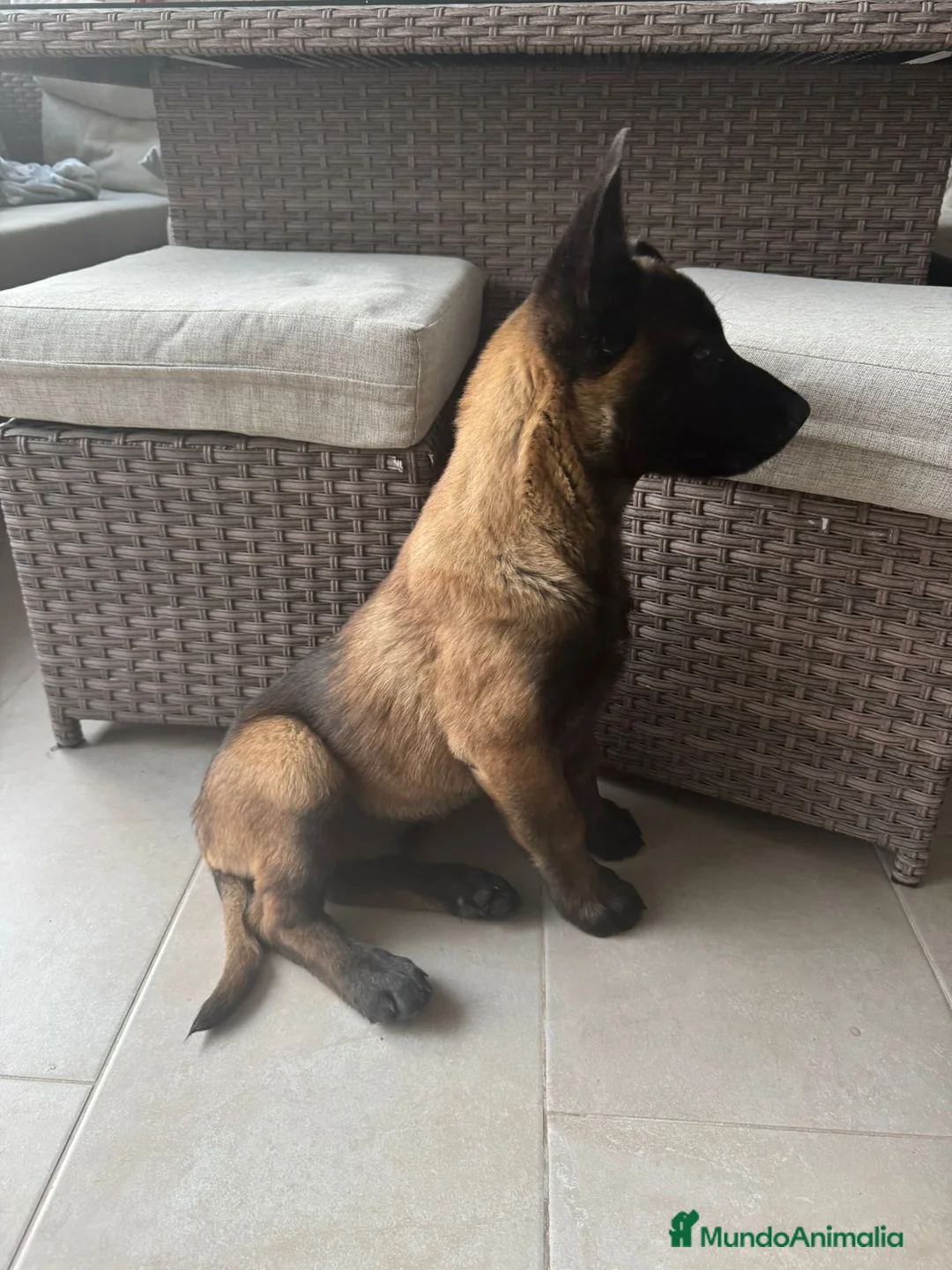 Pastor Belga Malinois perros en venta: Cachorro Malinois  - Anuncio 2