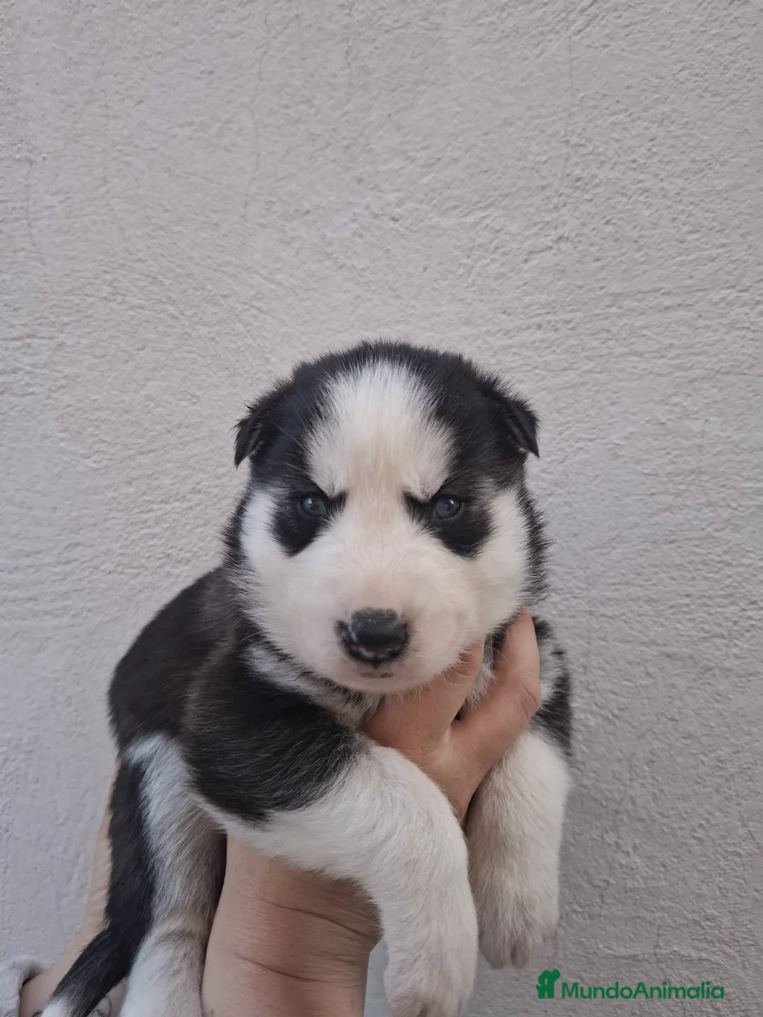 Husky Siberiano perros en venta: Huski siberiano - Anuncio 4
