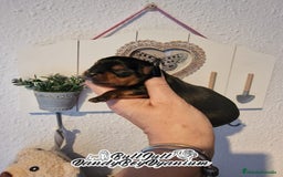 Yorkshire Terrier perros en venta: Disponible en Vizcaya - Imagen 5