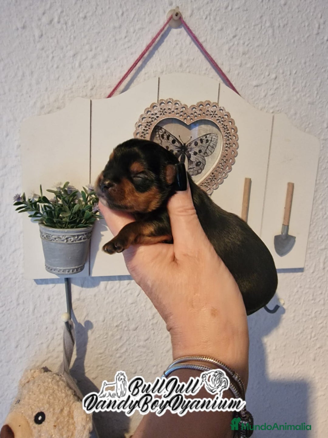 Yorkshire Terrier perros en venta: Disponible en Vizcaya - Imagen 5