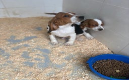 Basset Hound perros en venta: Último BASSET HOUND  - Anuncio 1