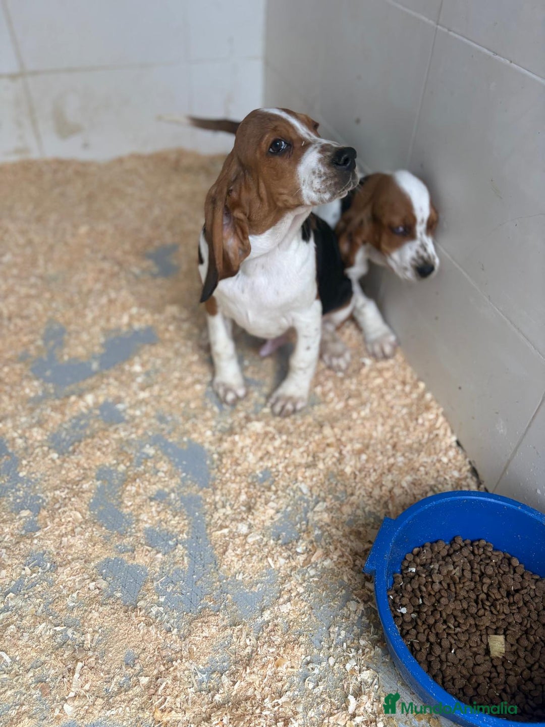 Basset Hound perros en venta: Último BASSET HOUND  - Anuncio 1