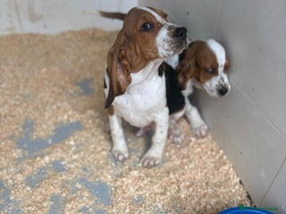 Basset Hound perros Último BASSET HOUND - Anuncio 3