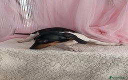Teckel Miniatura perros en venta: Teckel mini pielbad exótico - Imagen 1
