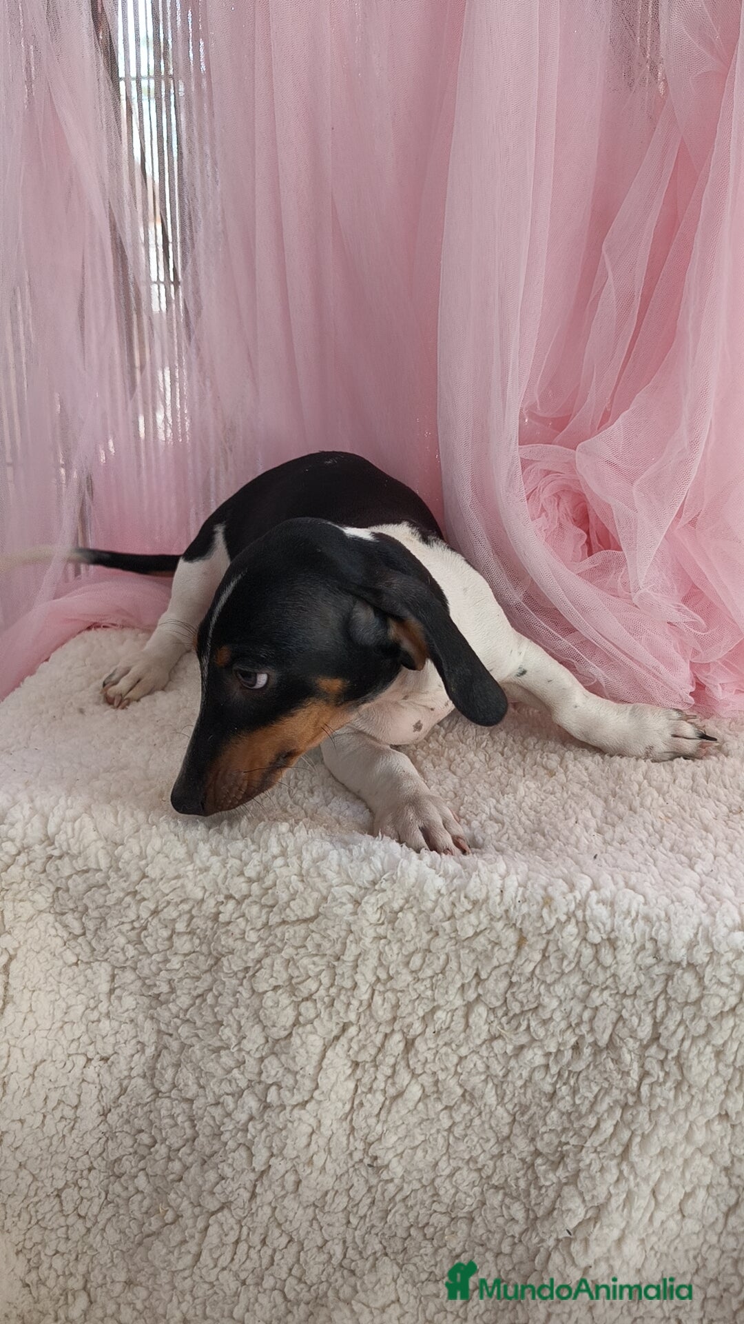 Teckel Miniatura perros en venta: Teckel mini pielbad exótico - Imagen 1
