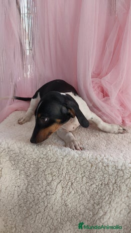 Teckel Miniatura perros - Anuncio 1