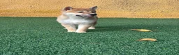 Shiba Inu perros en venta: SHIBA INU - Anuncio 6