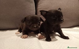 Chihuahua perros en venta: Chihuahua toy cabeza manzana  - Imagen 2