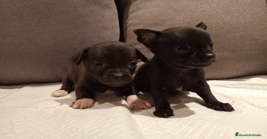 Chihuahua perros - Anuncio 3