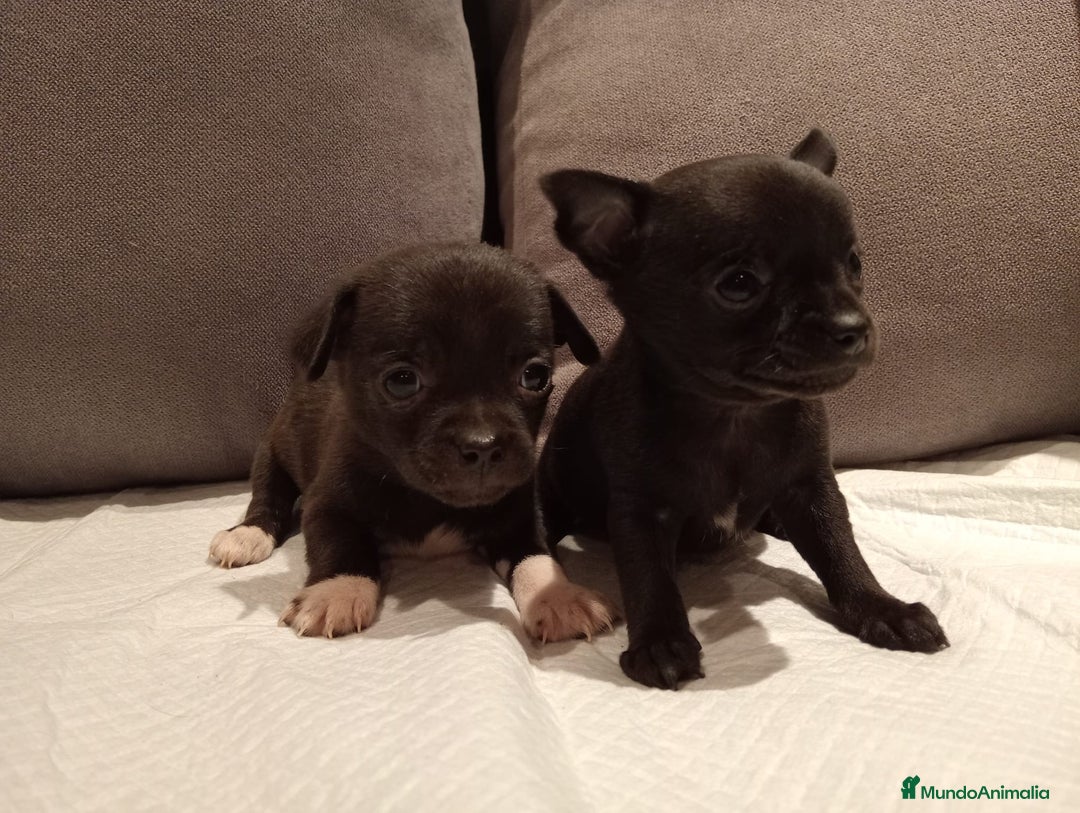 Chihuahua perros en venta: Chihuahua toy cabeza manzana  - Imagen 2