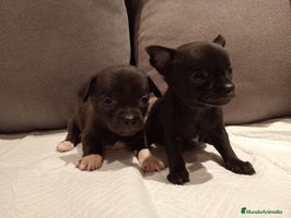 Chihuahua perros - Anuncio 4