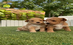 Caniche Toy perros en venta: CANICHE TOY MACHO - Imagen 23