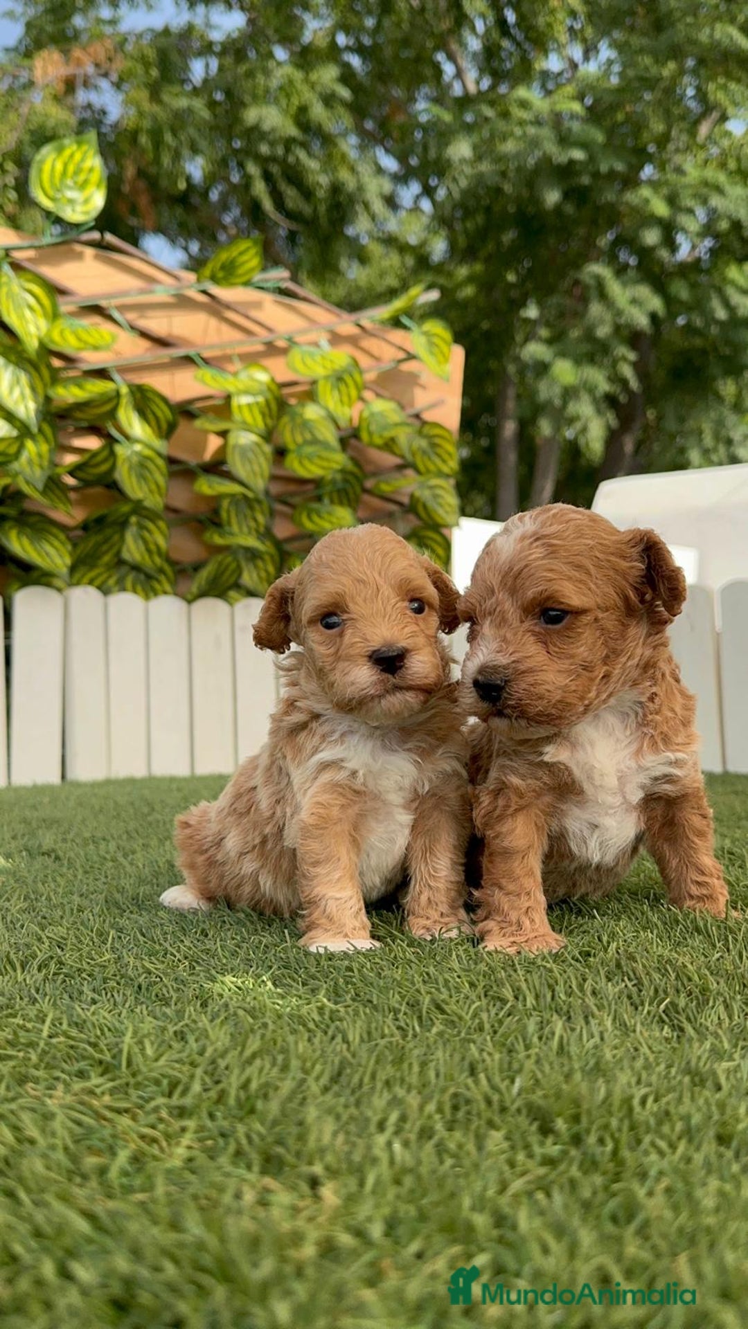 Caniche Toy perros en venta: CANICHE TOY MACHO - Imagen 23