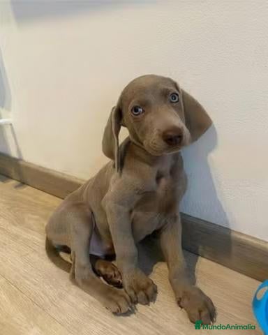 Weimaraner perros Macho Braco de Weimar 🩶🐾 - Anuncio 1