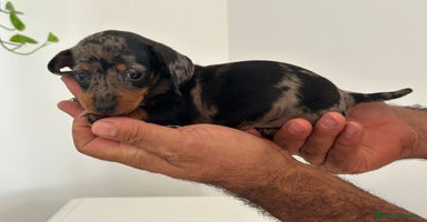 Teckel Miniatura perros - Propaganda 3