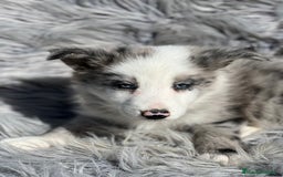 Border Collie perros en venta: Border collie  - Imagen 4