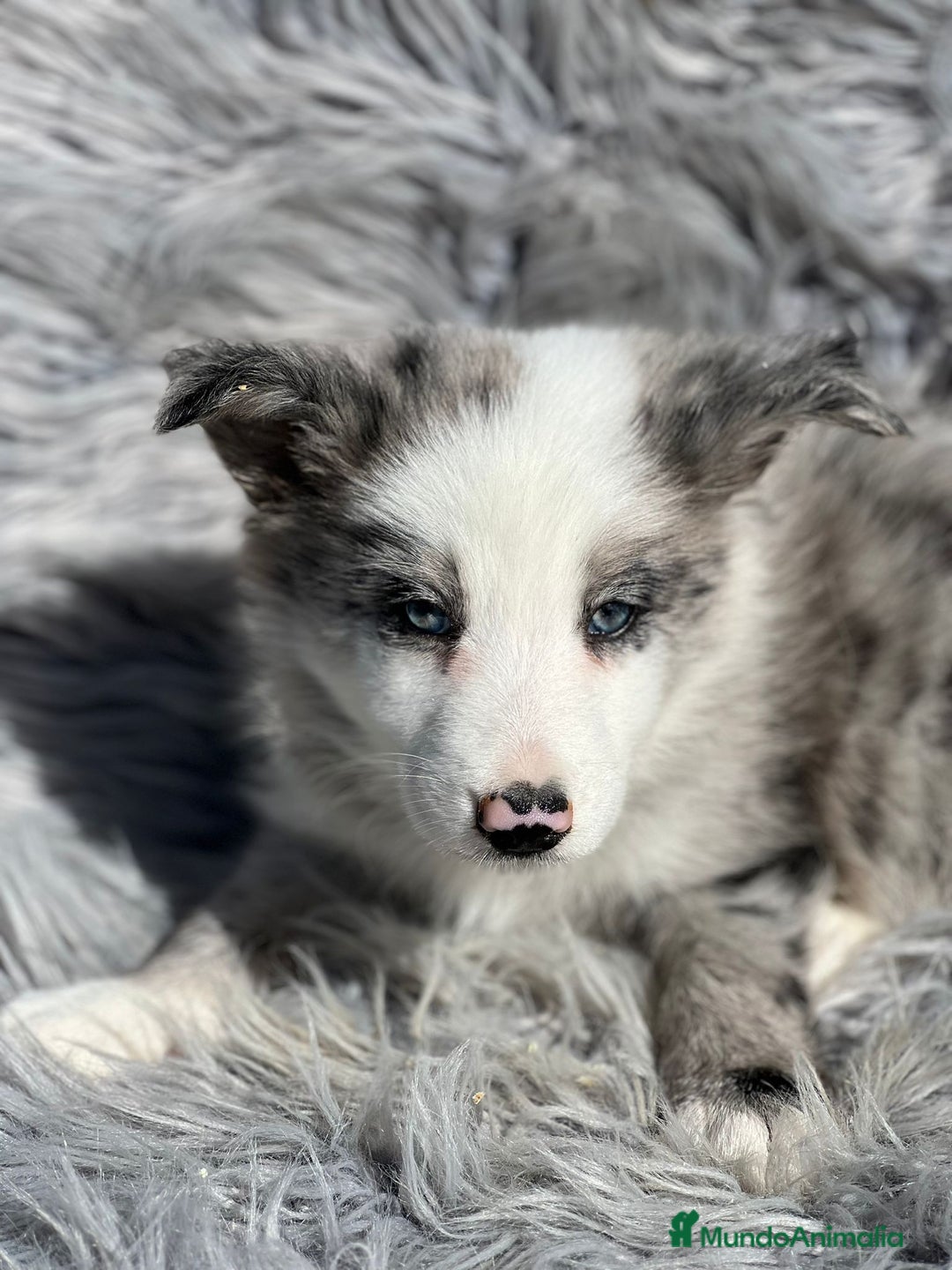 Border Collie perros en venta: Border collie  - Imagen 4