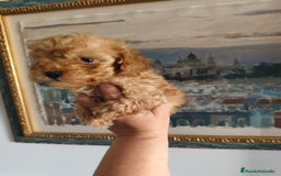 Caniche Toy perros en venta: Caniche toy macho rojo  - Imagen 1