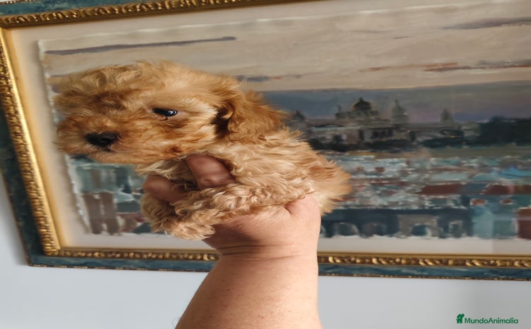 Caniche Toy perros - Anuncio 6