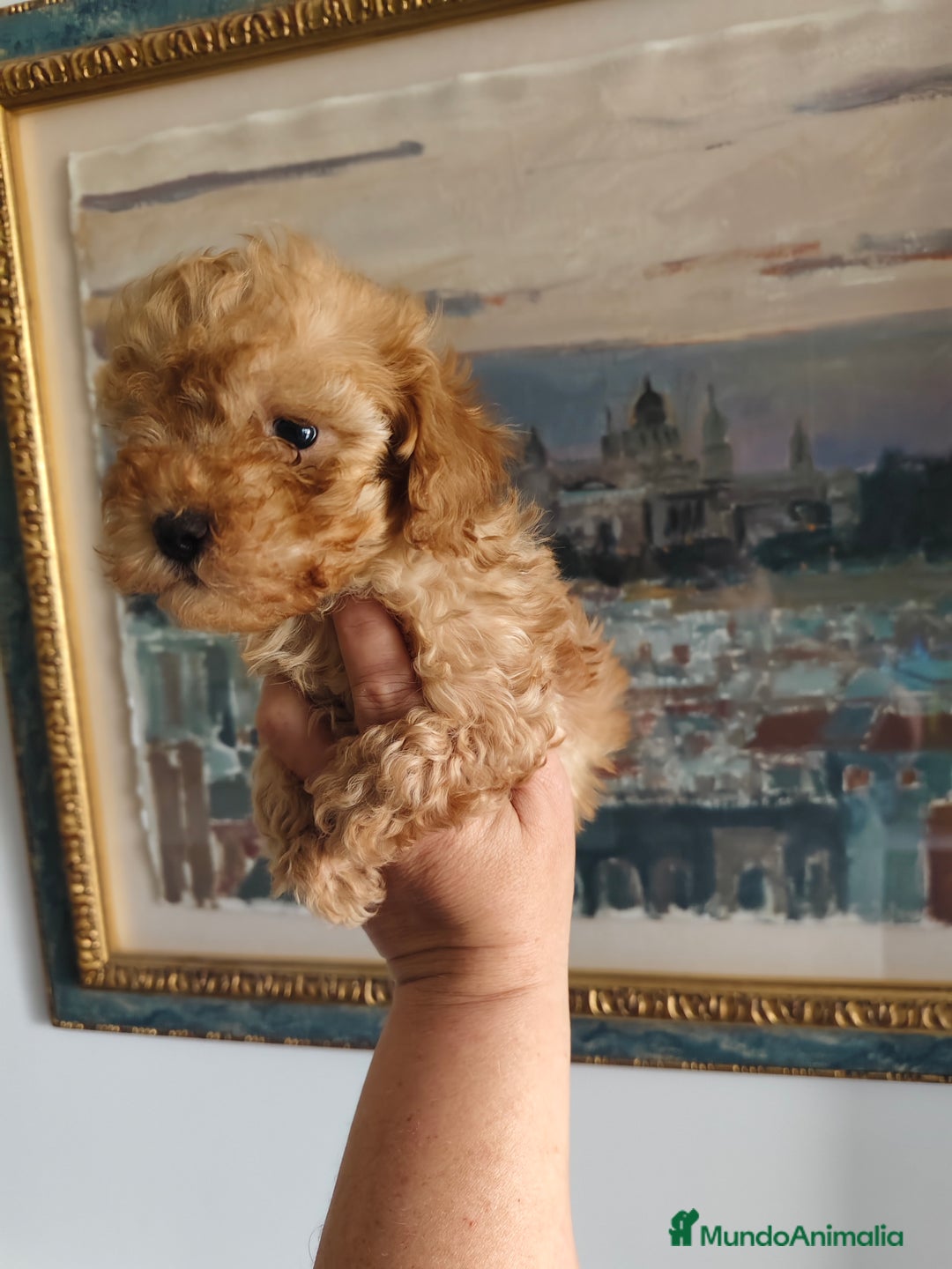 Caniche Toy perros en venta: Caniche toy macho rojo  - Imagen 1