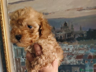 Caniche Toy perros - Anuncio 3