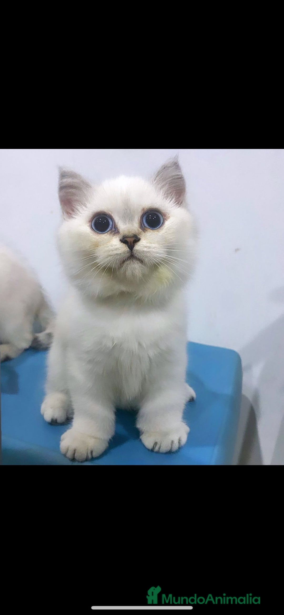 Británico de Pelo Corto gatos en venta: Cachorro british  - Imagen 3