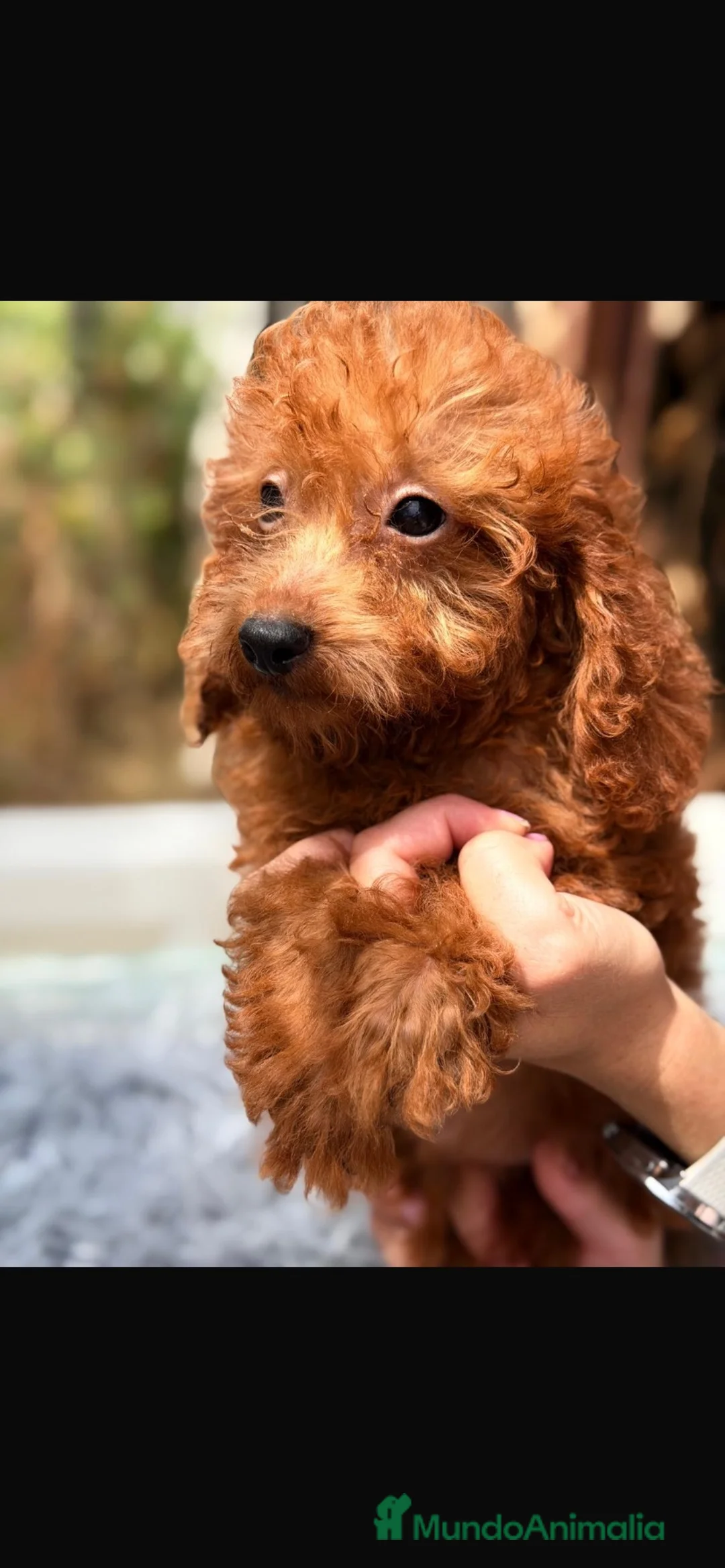 Caniche Enano perros en venta: Caniches enanos - Anuncio 4