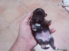 Chihuahua perros Camada de Paris Chihuahua - Anuncio 15