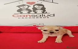 Chihuahua perros en venta: Chihuahua  - Anuncio 7