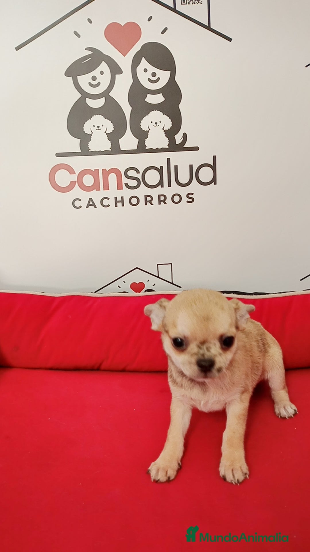 Chihuahua perros en venta: Chihuahua  - Anuncio 7