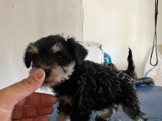 Schnauzer Miniatura perros en Sevilla - Anuncio 8