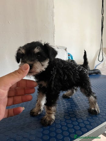 Schnauzer Miniatura perros en Sevilla - Anuncio 1