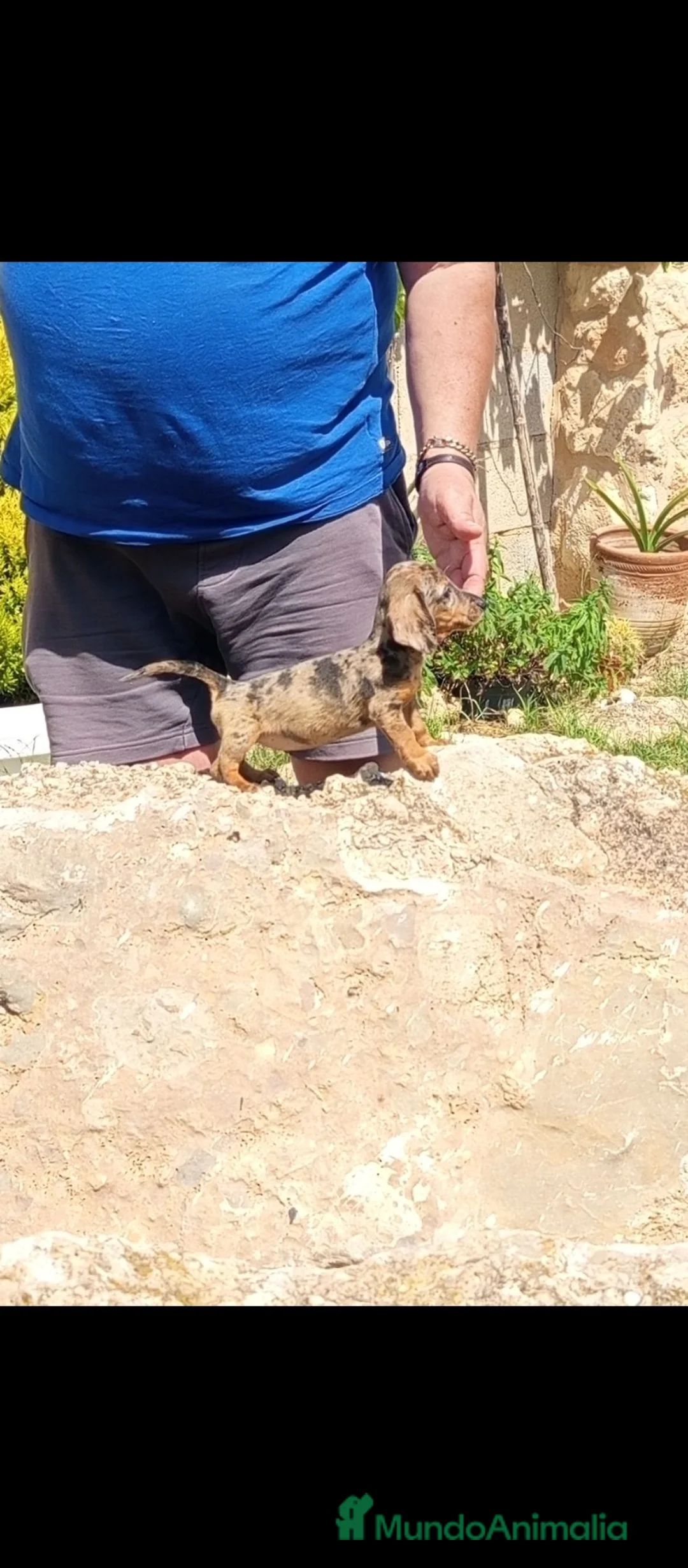 Teckel Miniatura perros en venta: Preciosas teckel miniatura y kaninchen  - Anuncio 3
