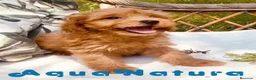 Caniche Toy perros en venta: Havapoo Macho de Haya y Alejo 6888 - AQUANATURA en Barcelona - Anuncio 6