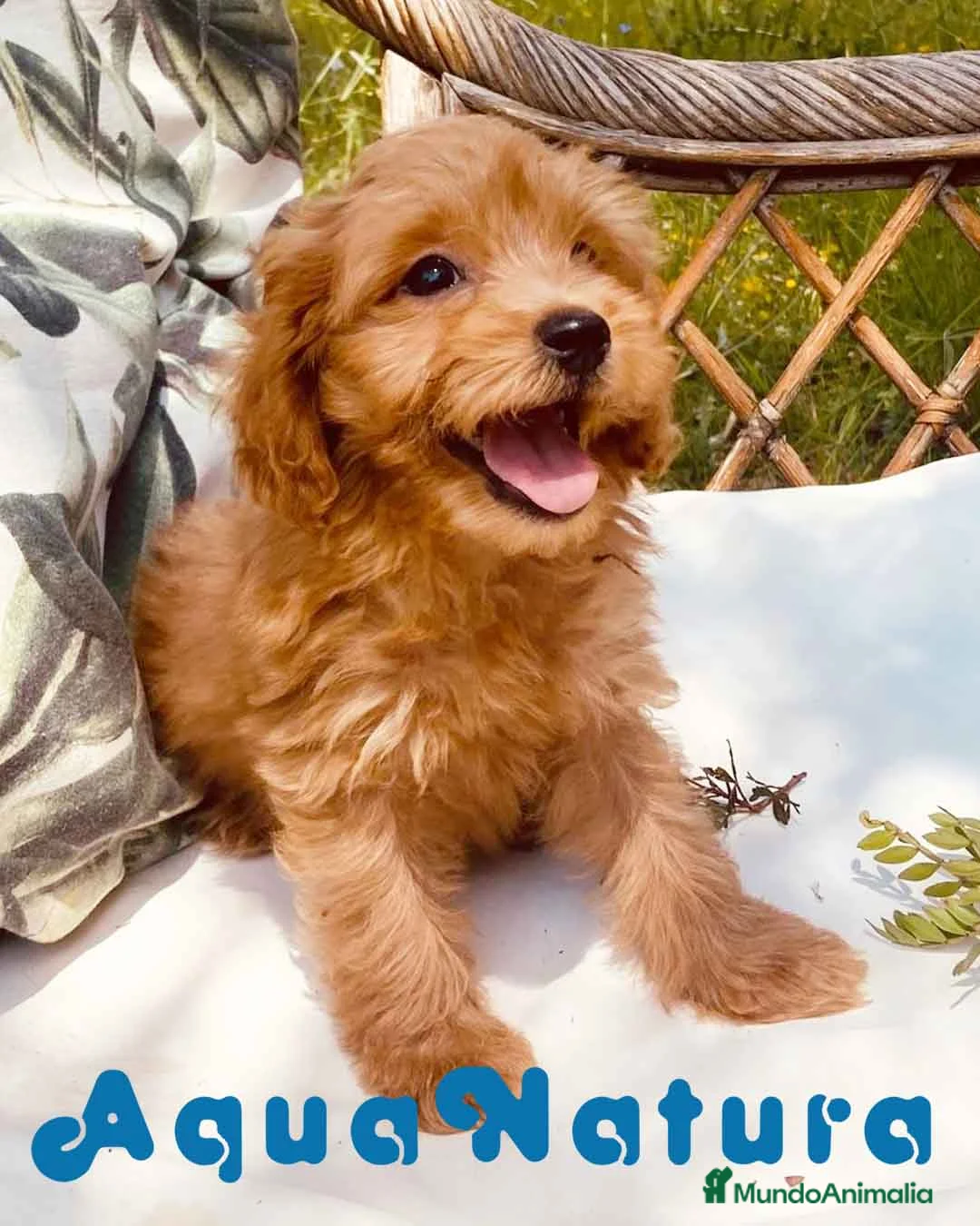 Caniche Toy perros en venta: Havapoo Macho de Haya y Alejo 6888 - AQUANATURA en Barcelona - Anuncio 6