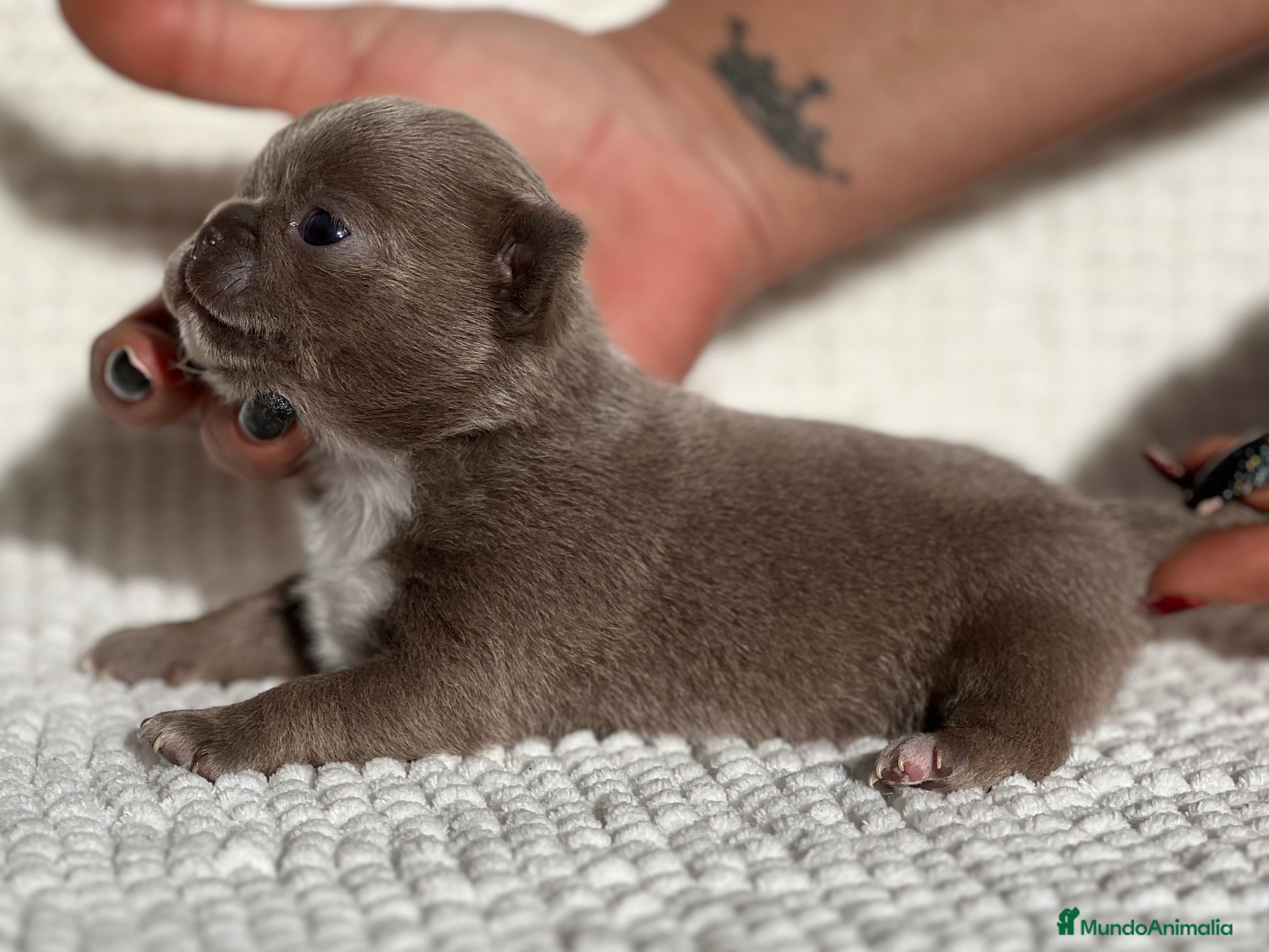 Chihuahua perros CHIHUAHUA LÍNEA RUSA BLUE - Anuncio 2