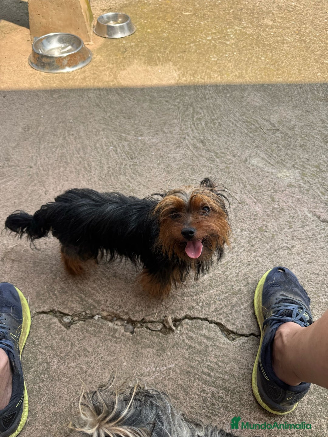 Morkie perros en venta: Morkies toys - Anuncio 12