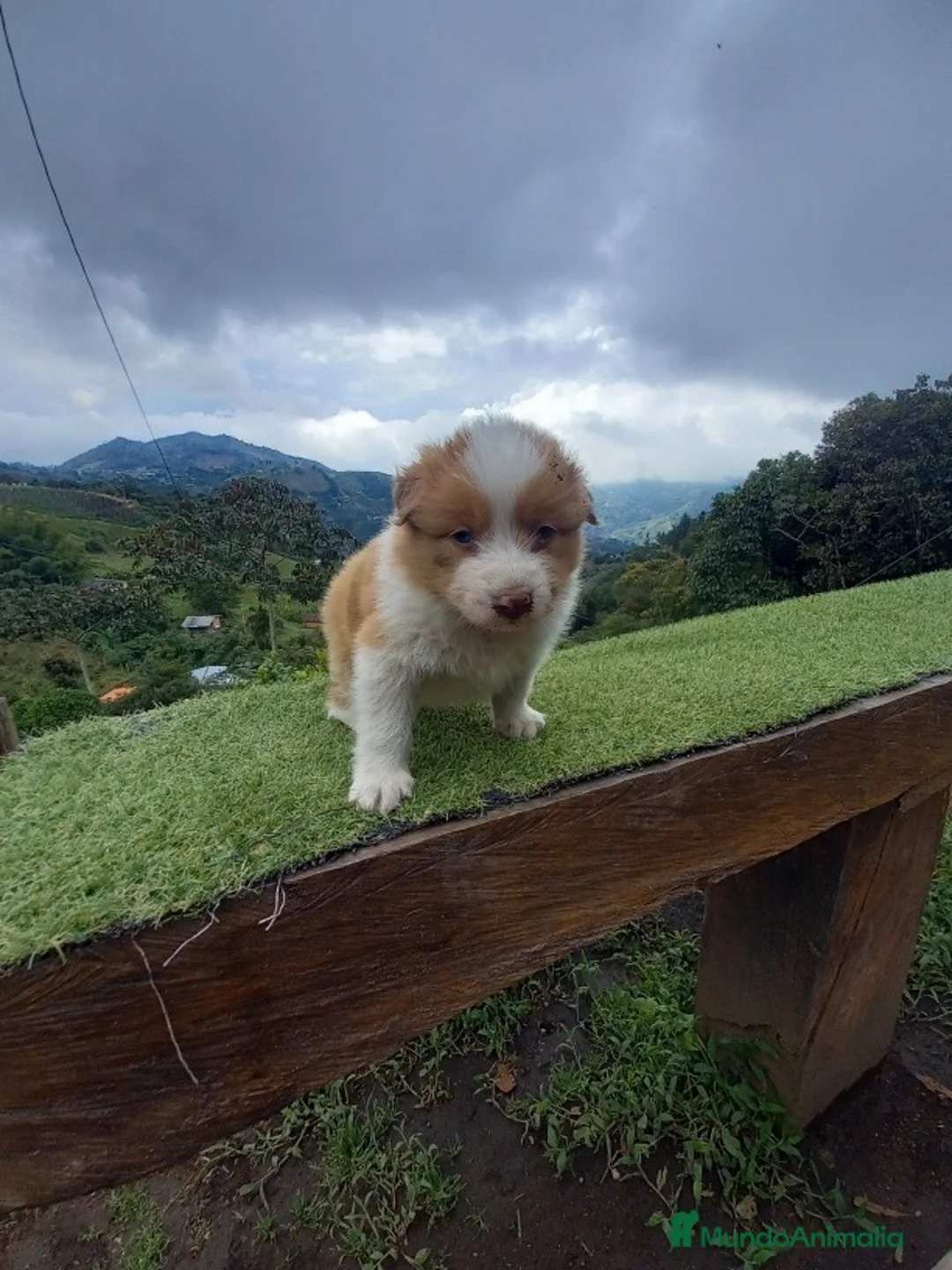 Border Collie perros en venta: Border collie puppies  - Anuncio 4