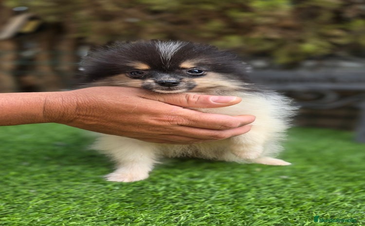 Pomerania perros - Anuncio 2
