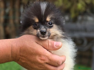Pomerania perros - Anuncio 6