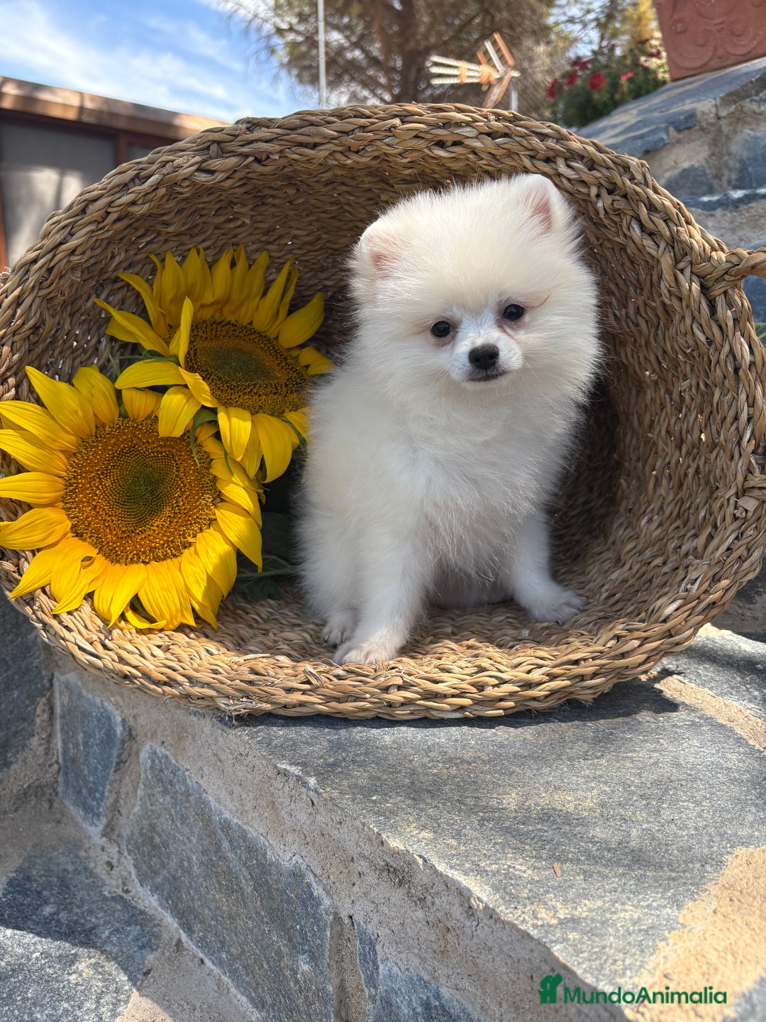 Pomerania perros en venta: Pomerania hembra blanca para entregar - Imagen 6