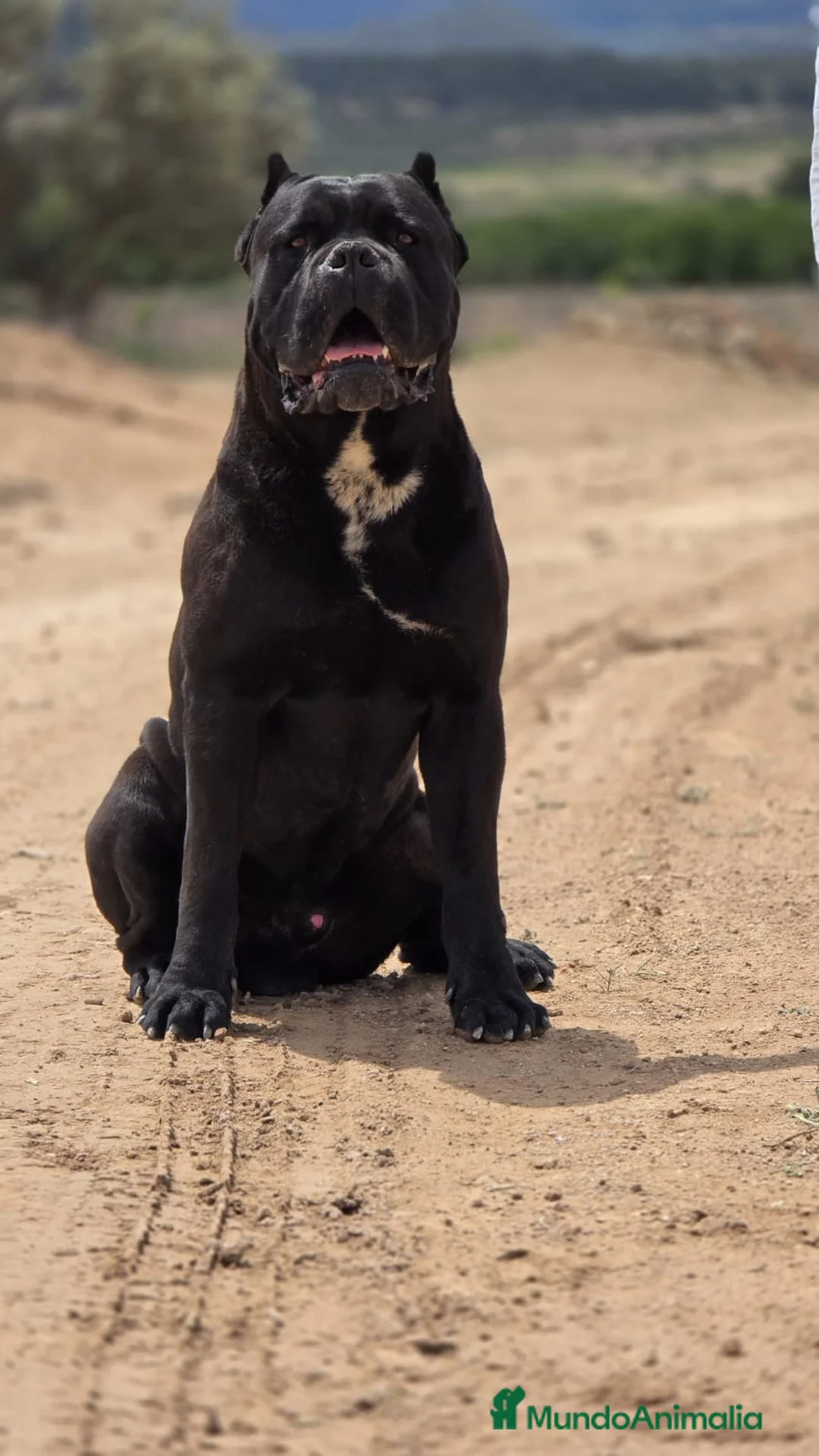 Cane Corso perros para monta: Cane Corso para monta.  en Alicante - Anuncio 2