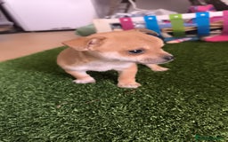 Raza Mixta perros en venta: PRECIOSO EJEMPLAR (LEER BIEN) - Imagen 1